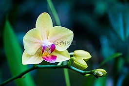 兰花,花,斯里兰卡