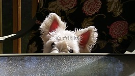 狗,westie,小猎犬