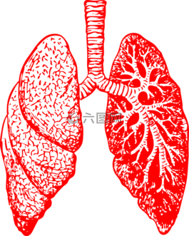 肺,解剖,呼吸