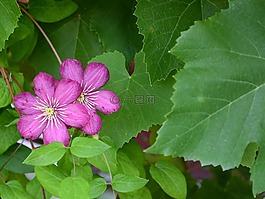 铁线莲,花卉,绿党