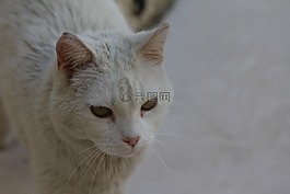 猫,白猫,白