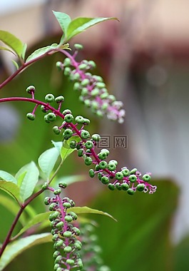 植物,绿色,叶