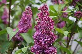 薰衣草,紫色,花
