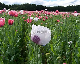 mákföld,农业,夏季