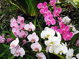 斯里兰卡,兰花,温室