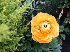 植物群,花,开花