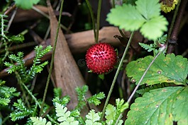 性质,圣米格尔,野草莓