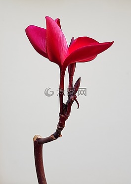 姜黄色百合花,花,杨梅