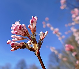 香冬季雪球,忍冬科,花