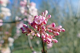 香冬季雪球,忍冬科,花