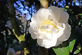 日本山茶花,白,大华