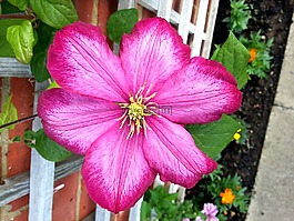 铁线莲,花,花的