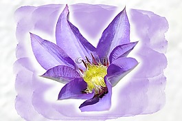 铁线莲,花,开花