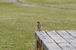 动物,野生鸟类,小鸟