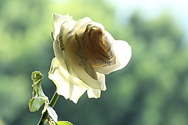 白,玫瑰,花