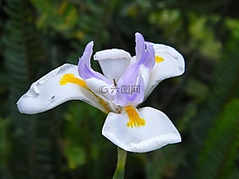 洁白的花朵,紫色,黄色