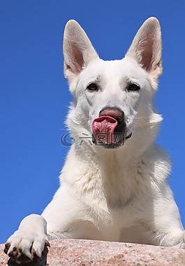狗,白色牧羊犬,白