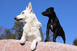 狗,牧羊犬,宠物