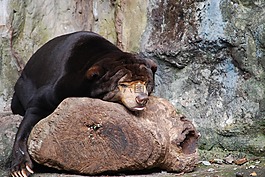 熊,动物园,睡着