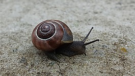 蜗牛,壳,爬行动物