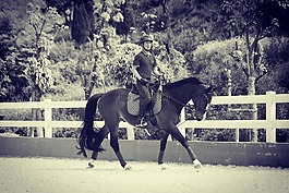 horse,riding,马术