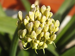 花,性质,黄色