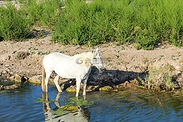 马,性质,水