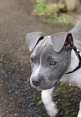 灰色狗图片 灰色狗素材 灰色狗模板免费下载 六图网