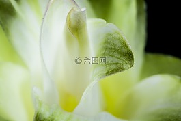 花萼,花,开花
