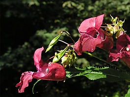 香脂,厂,紫