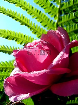 玫瑰,蕨类,夏季
