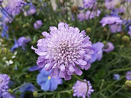 紫色,花,盛开
