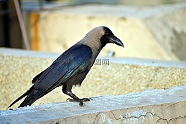 乌鸦,grey-颈,乌鸦座