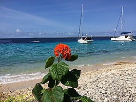 花卉,海,帆船