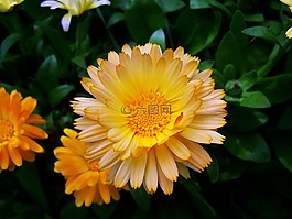 万寿菊,庭园,药草