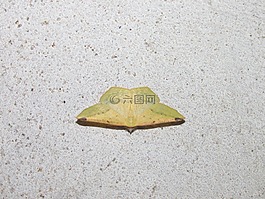 蛾黄色,蛾小,lepidótera