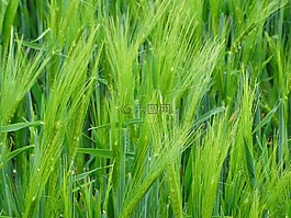 小麦,epi,谷物