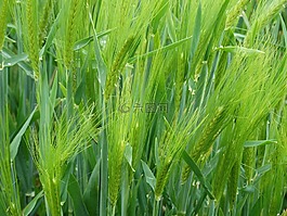 小麦,epi,谷物
