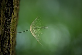 蒲公英,树,吠