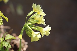 毛茛,花,黄色