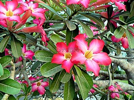 鸡蛋花,越南,嘘声