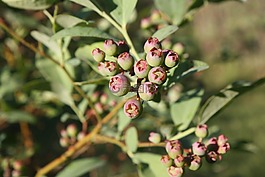 车削,蓝莓,绿色蓝莓
