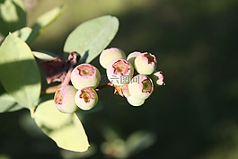 车削,蓝莓,绿色蓝莓