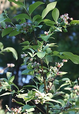 车削,蓝莓,绿色蓝莓