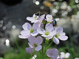 鲜花,花,昆虫