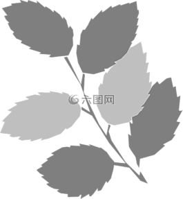 叶子,嫩枝,灰色