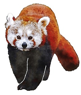 小熊猫,水彩画,动物