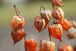 树蕃茄,秋,灯笼