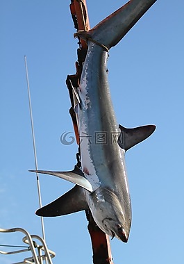 鲨鱼,捕鱼,净额