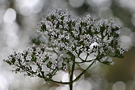 花,尼斯 des 香榭丽舍大街,野花